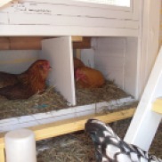 Active morning in the nesting boxes.