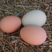 Marguerite's (left) has been outdone by Goldie's first egg (lower right). Of course, Mabel's (green) still rocks the house.