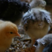 New baby chicks.