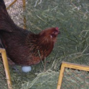 Mabel at the farm, pre-Bazany, in her favorite egg-laying spot, the hay wagon.