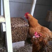 Mabel and Goldie start on the new flock block.