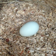 mabel egg first in months